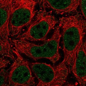 Anti-LAMA5 antibody produced in rabbit 