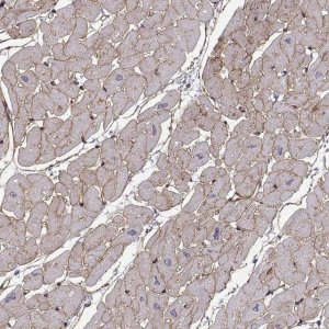 Anti-LAMB2 antibody produced in rabbit 