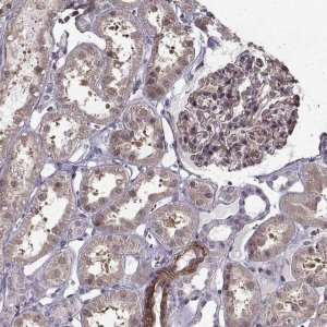 Anti-LAMB2 antibody produced in rabbit 