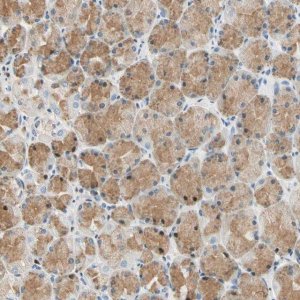 Anti-LAMB3 antibody produced in rabbit 