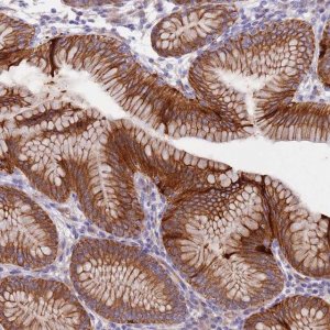 Anti-LAMB4 antibody produced in rabbit 
