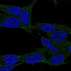 Anti-LAMP5 antibody produced in rabbit 