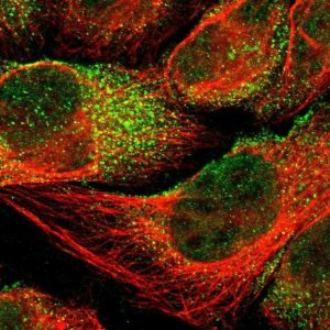 Anti-LAMTOR2 antibody produced in rabbit 