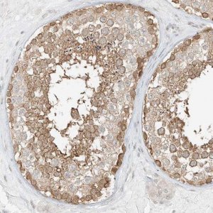 Anti-LANCL1 antibody produced in rabbit 