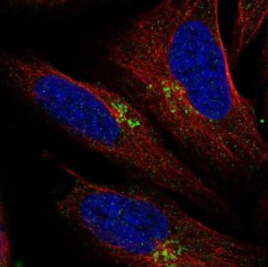 Anti-LAPTM4B antibody produced in rabbit 