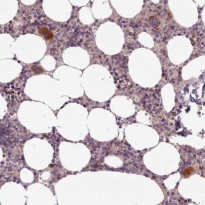 Anti-LAPTM5 antibody produced in rabbit 