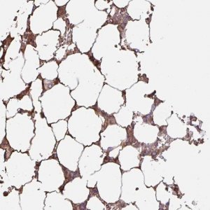 Anti-LARGE2 antibody produced in rabbit 