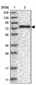 Anti-LARP7 antibody produced in rabbit HPA026842-100UL