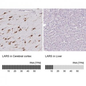 Anti-LARS antibody produced in rabbit HPA040881-100UL