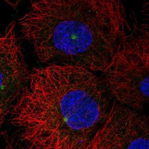 Anti-LATS2 antibody produced in rabbit 