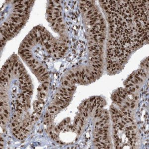 Anti-LBH antibody produced in rabbit 