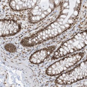 Anti-LBH antibody produced in rabbit 