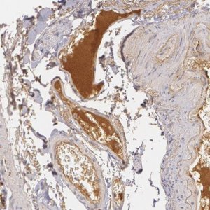 Anti-LBP antibody produced in rabbit 
