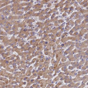 Anti-LBX2 antibody produced in rabbit 