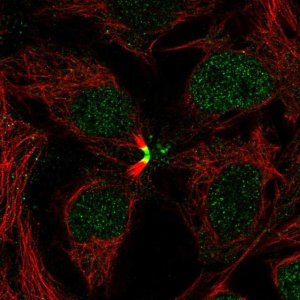 Anti-LBX2 antibody produced in rabbit 