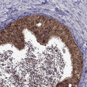 Anti-LCN9 antibody produced in rabbit 