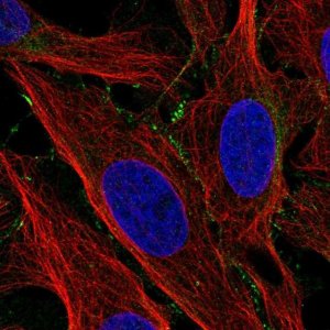 Anti-LCTL antibody produced in rabbit 