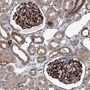 Anti-LDLRAD2 antibody produced in rabbit 
