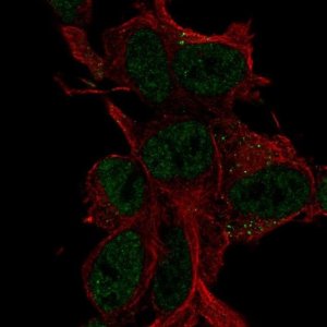 Anti-LDLRAD4 antibody produced in rabbit 