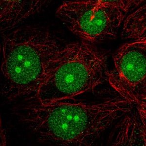Anti-LDOC1 antibody produced in rabbit 