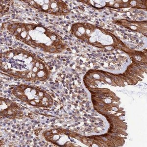 Anti-LEKR1 antibody produced in rabbit 