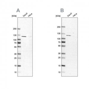 Anti-LEMD3 antibody produced in rabbit 