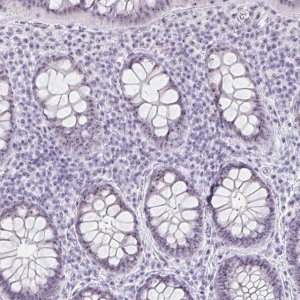 Anti-LENG9 antibody produced in rabbit 