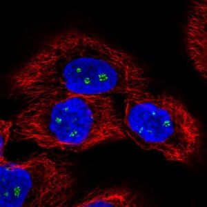 Anti-LENG9 antibody produced in rabbit 