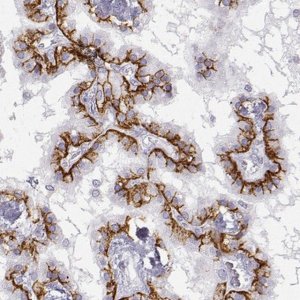 Anti-LEPR antibody produced in rabbit 