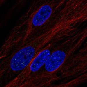 Anti-LEPR antibody produced in rabbit 