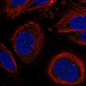 Anti-LEPROT antibody produced in rabbit 