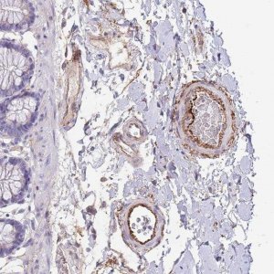 Anti-LEPROTL1 antibody produced in rabbit 