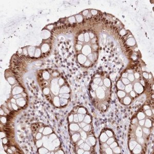 Anti-LGALSL antibody produced in rabbit 