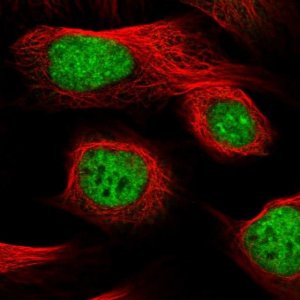 Anti-LGALSL antibody produced in rabbit 