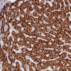 Anti-LGI4 antibody produced in rabbit 
