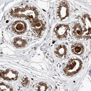 Anti-LGR4 antibody produced in rabbit 