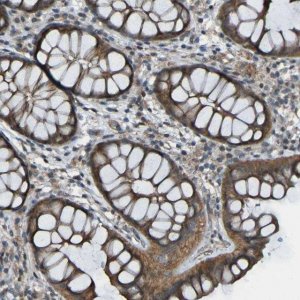 Anti-LGR5 antibody produced in rabbit 