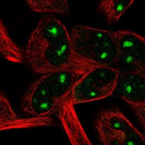 Anti-LHFP antibody produced in rabbit 
