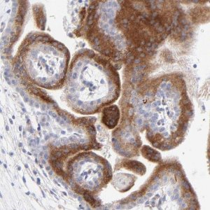 Anti-LHFPL1 antibody produced in rabbit 