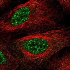 Anti-LHX4 antibody produced in rabbit 