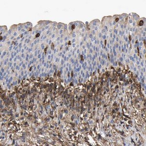 Anti-LIF antibody produced in rabbit 