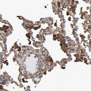 Anti-LIF antibody produced in rabbit 