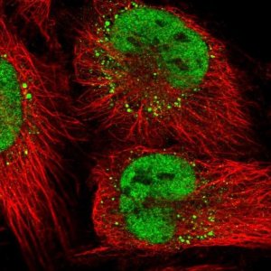 Anti-LIG1 antibody produced in rabbit 
