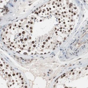 Anti-LIG3 antibody produced in rabbit 