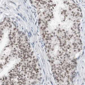 Anti-LIG3 antibody produced in rabbit 