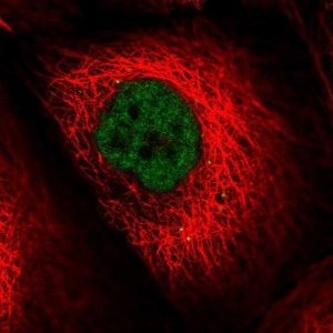 Anti-LIG4 antibody produced in rabbit 