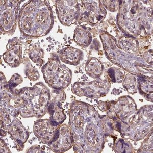 Anti-LIN7A antibody produced in rabbit 