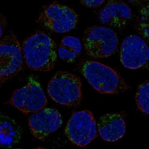 Anti-LINGO3 antibody produced in rabbit 