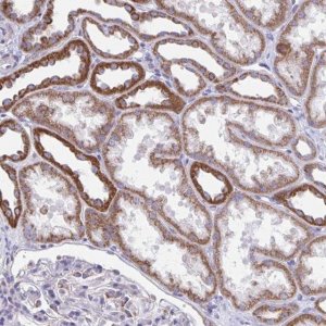 Anti-LINGO4 antibody produced in rabbit 