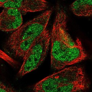 Anti-LINS1 antibody produced in rabbit 